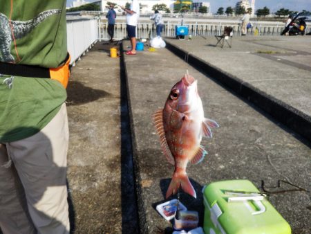 ウルメイワシ爆釣